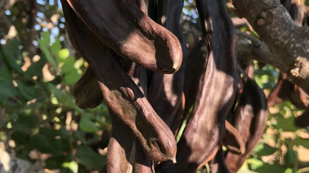 Binboğa, harnup taban alım fiyatını 22 TL/kg olarak belirledi