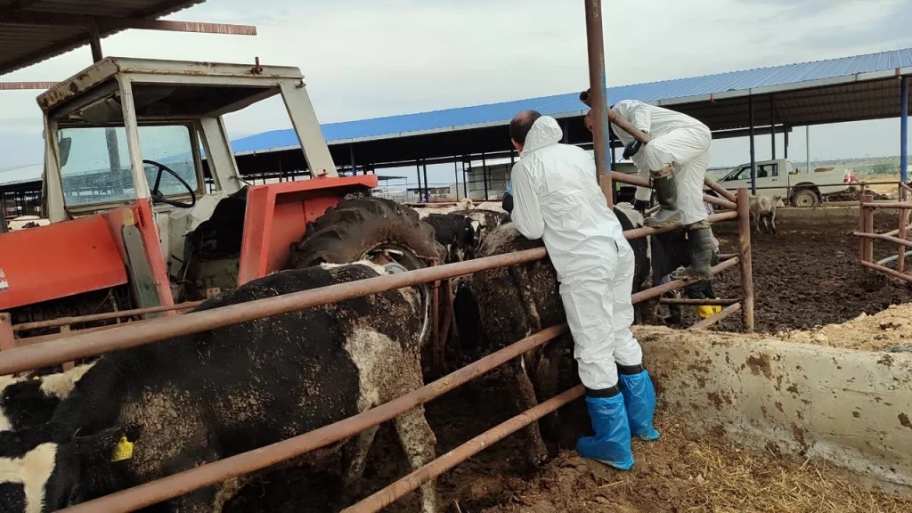 Veteriner Dairesi, 130 işletmede 17 bin 300 adet büyükbaş hayvanın aşılandığını duyurdu
