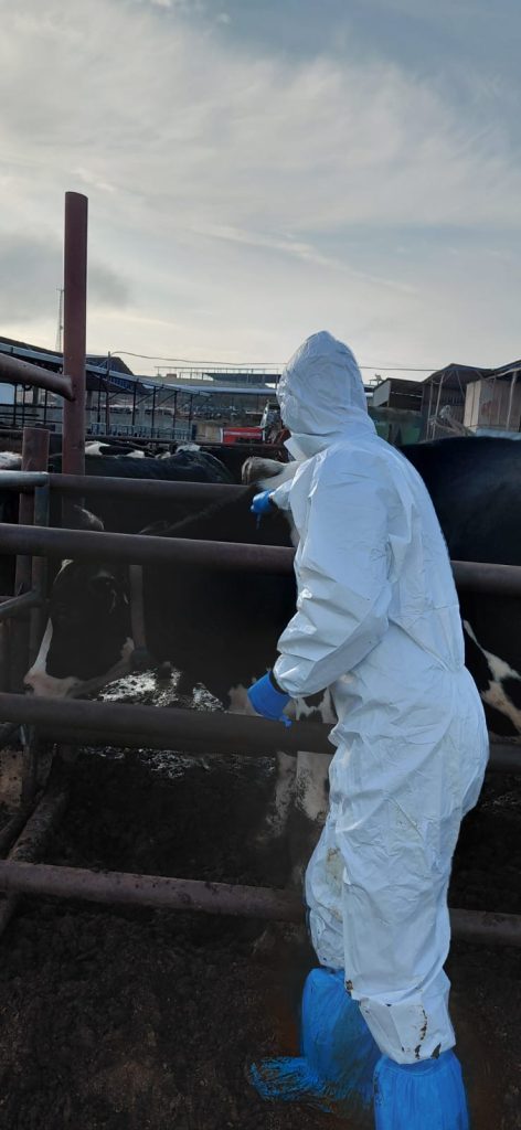 Şap hastalığına karşı aşılama çalışmaları sürüyor… 54 bin 163 hayvan aşılandı