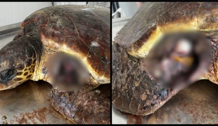 SPOT Marina Life: İskele’de çevre felaketi; deniz kaplumbağaları ölüyor